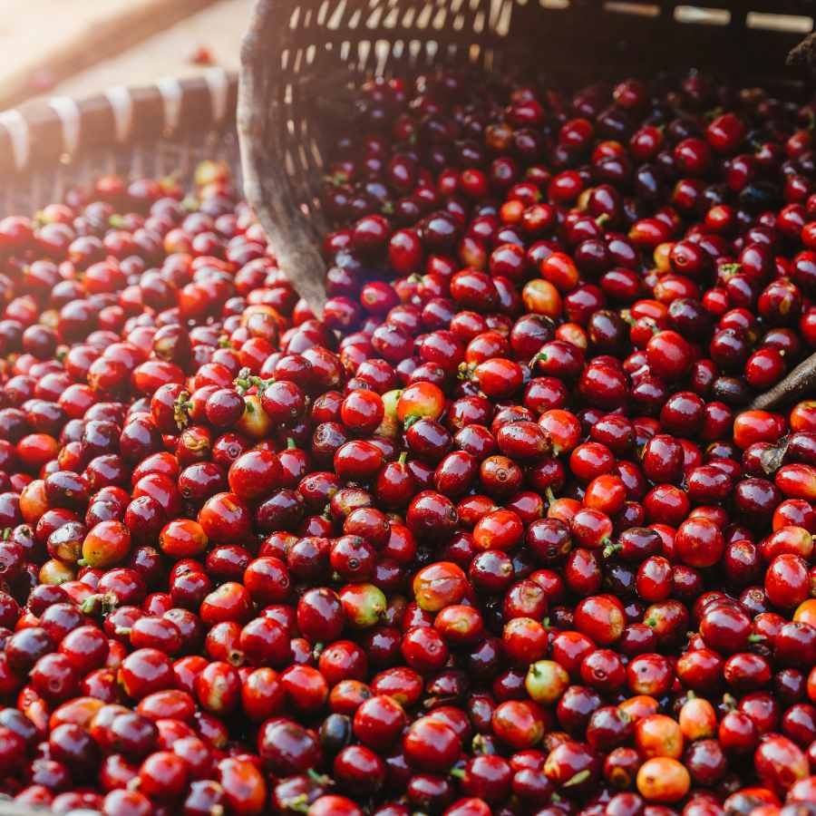 Cà phê đen (Black coffee) là gì- 10 điều bạn cần biết về loại thức uống phổ biến này